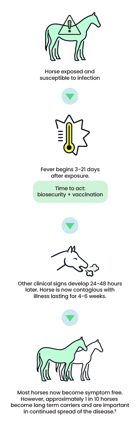 How strangles progresses, from exposure through fever and clinical signs to long term carriers