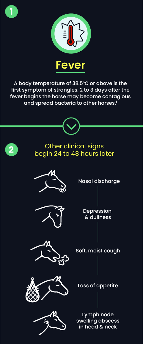 Understanding strangles clinical signs