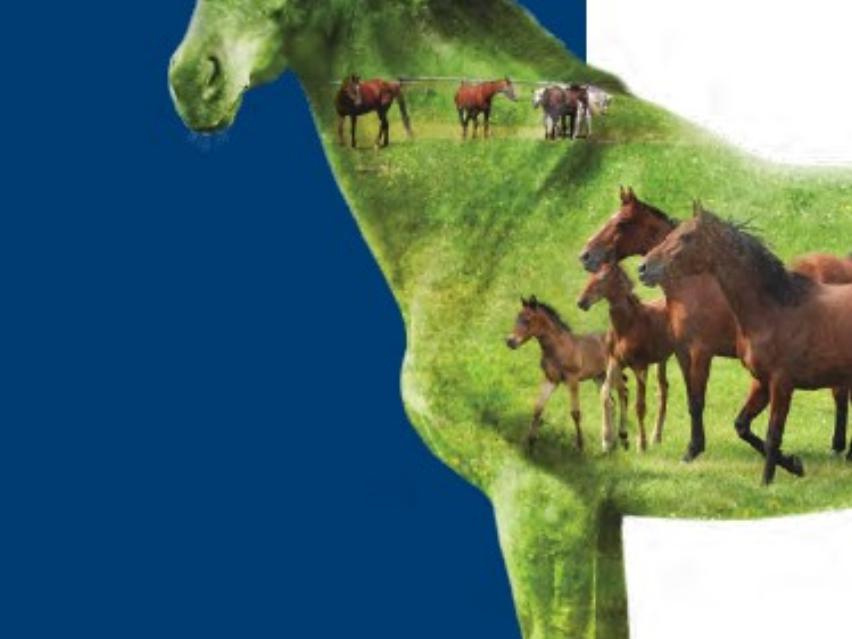 Strangles Owner Brochure